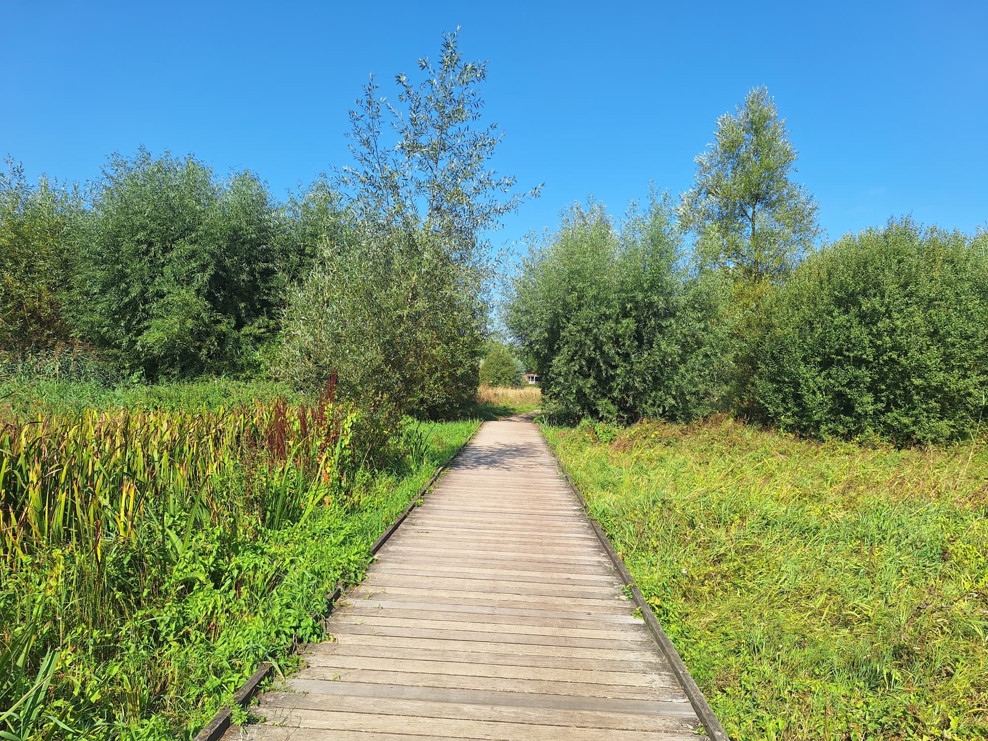 Houten knuppelpad door het riet in De Bourgoyen